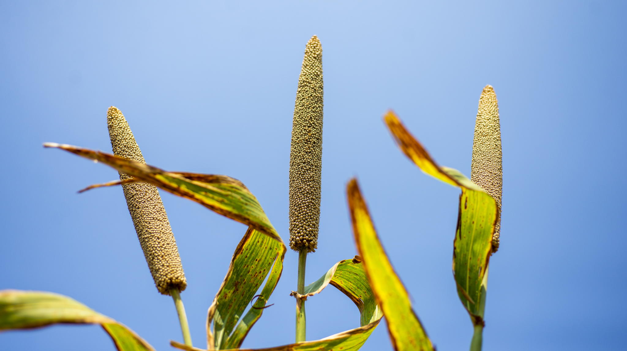 Breeders seek climate-resilient pearl millet with better food, fodder traits