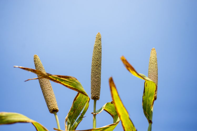 Pearl Millet