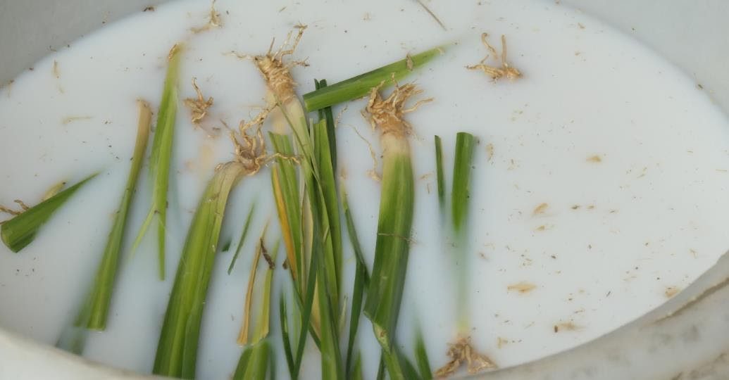 The 1-inch root/6-inch foliage Vetiver slips treated with FAST before bundling, packaging and boxed for export by sea to Antigua.