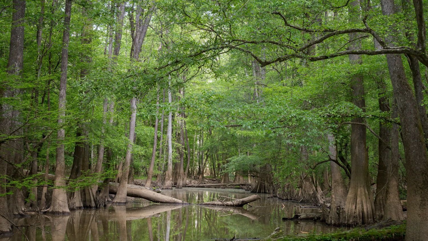 Congaree National Park, SC