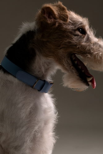 Mieke Dierckx_Amigo Collectie_Halsband M_57€ (5)