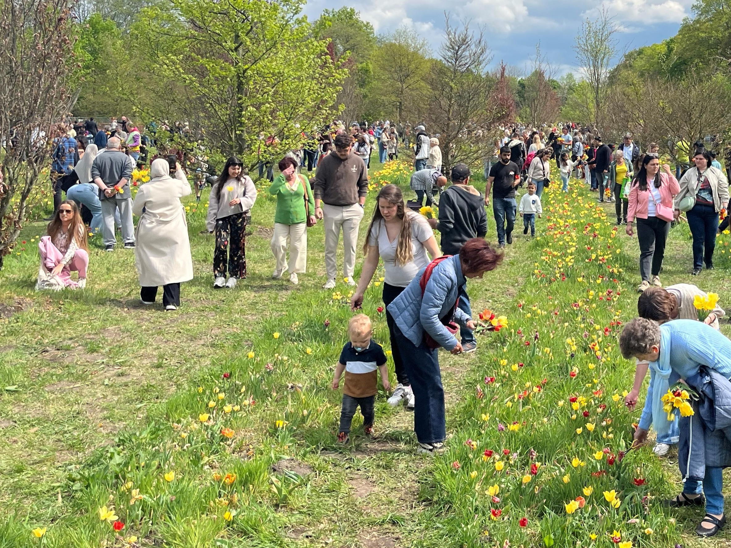 18.000 bezoekers op zevende Tulpenpluk