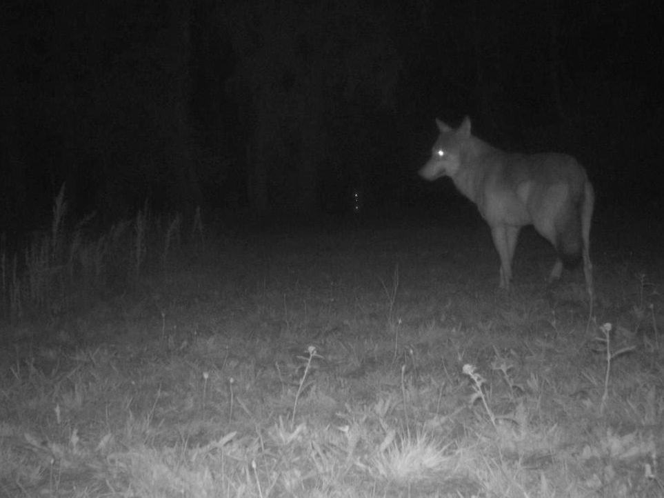 Onderzoek naar verdwijnen wolvin en welpen