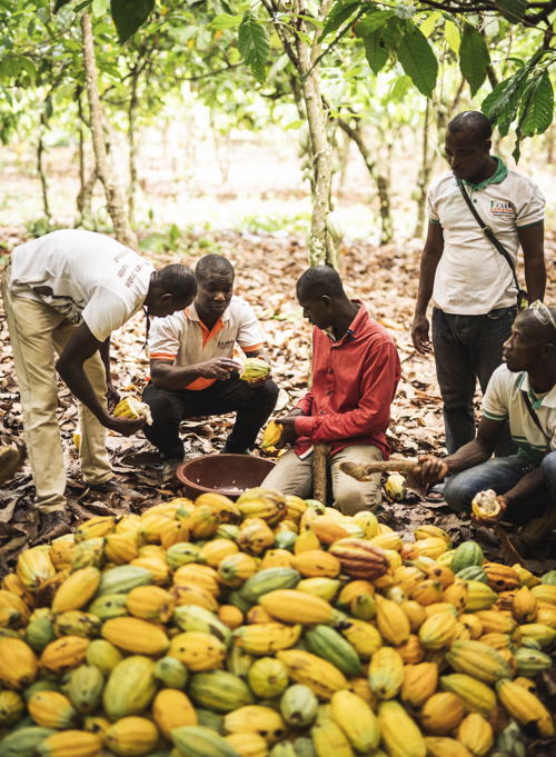 Guylian_Fairtrade cacao