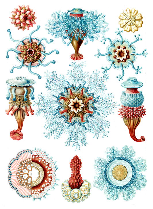 Plate 17 “Siphonophorae”. Lithograph by Ernst Haeckel (German zoologist and natural philosopher, 1834–1919) from “Kunstformen der Natur” (1899–1904)).AKG7419139 ©akg-images / Science Source Plate 17 “Siphonophorae”. Lithograph by Ernst Haeckel (German zoologist and natural philosopher, 1834–1919) from “Kunstformen der Natur” (1899–1904)).AKG7419139 ©akg-images / Science Source