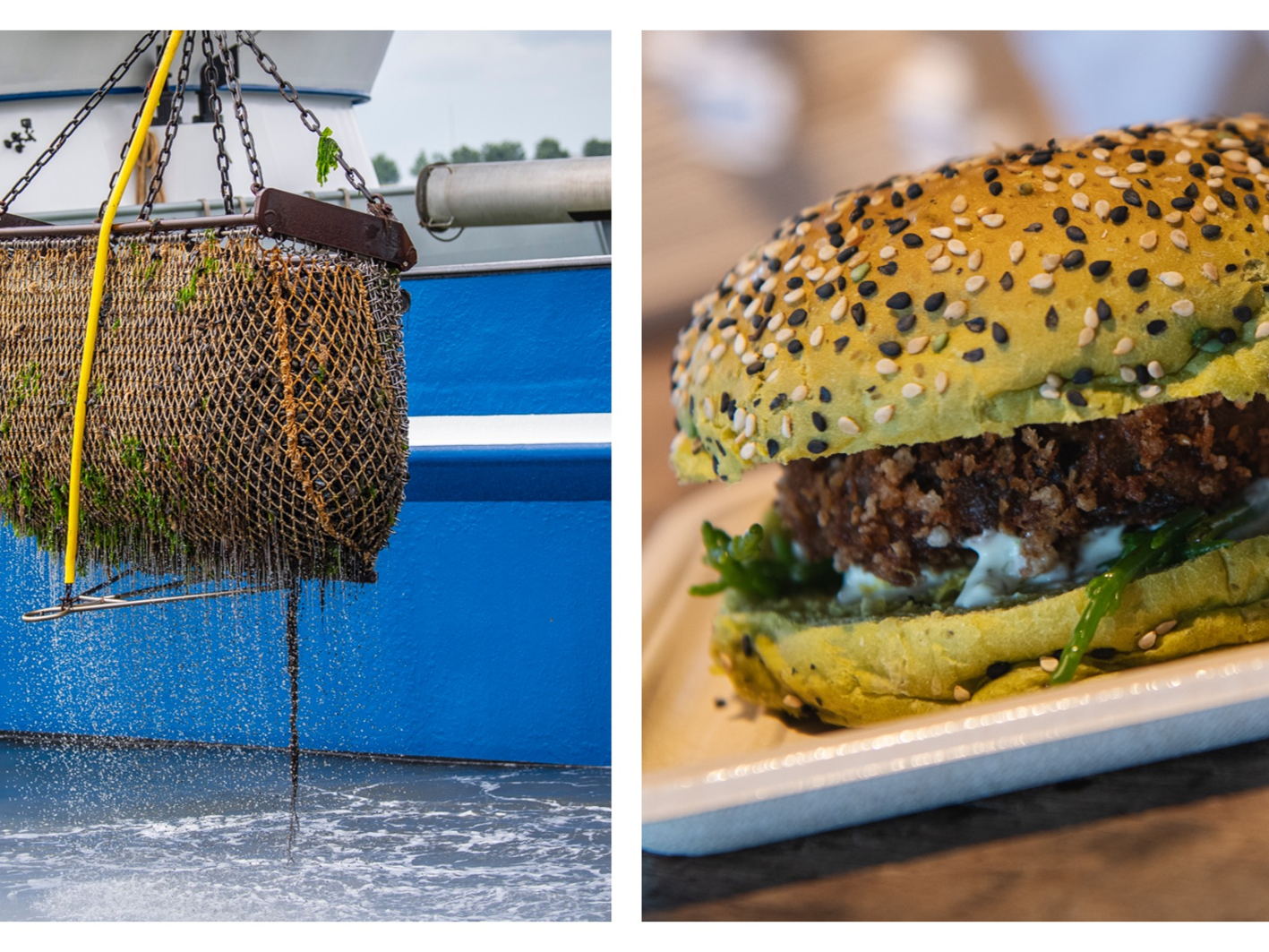 Ouverture de la nouvelle saison des moules de fond de Zélande