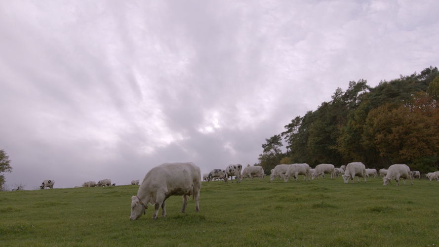 Panorama: De Mmmmmmelkstrijd - (c) VRT