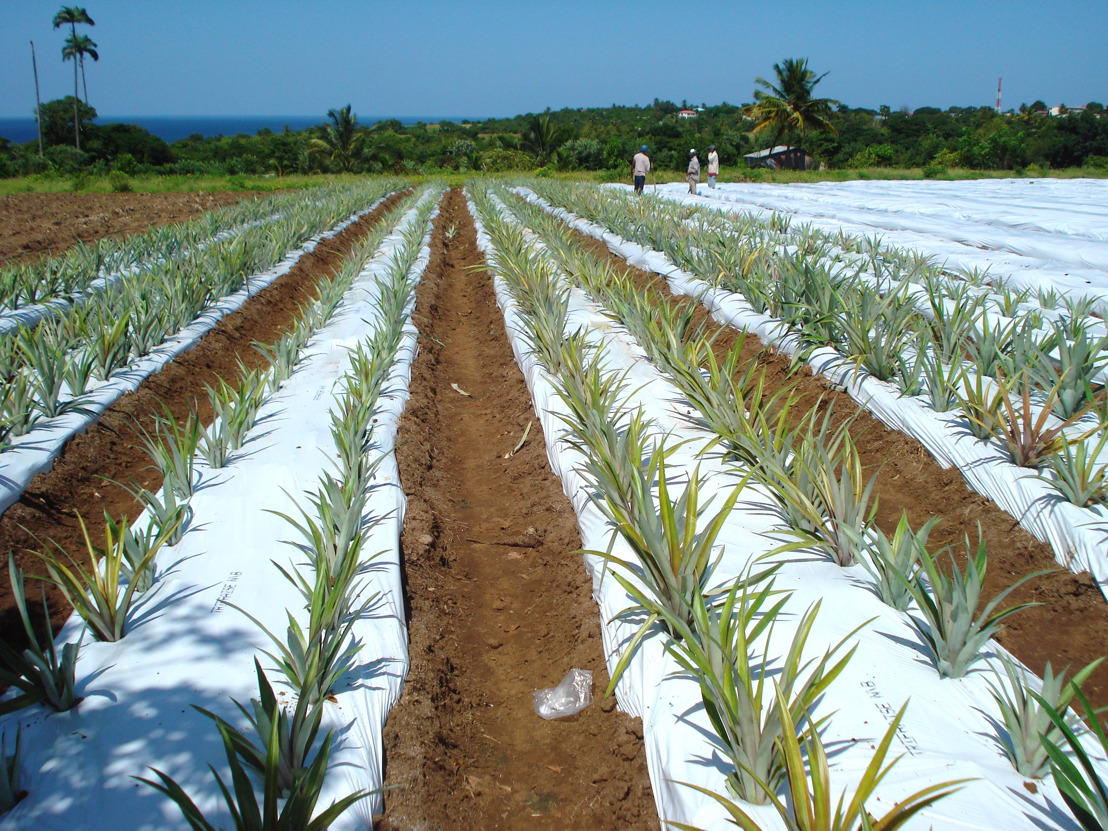 Strengthening trade through Agriculture