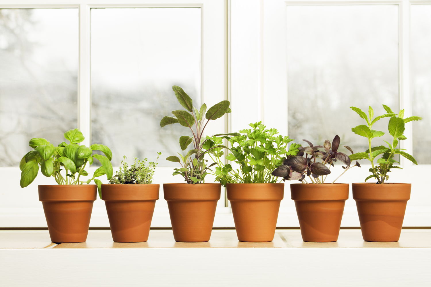 Herbs + The Five Senses (photo credit Pike Nurseries)