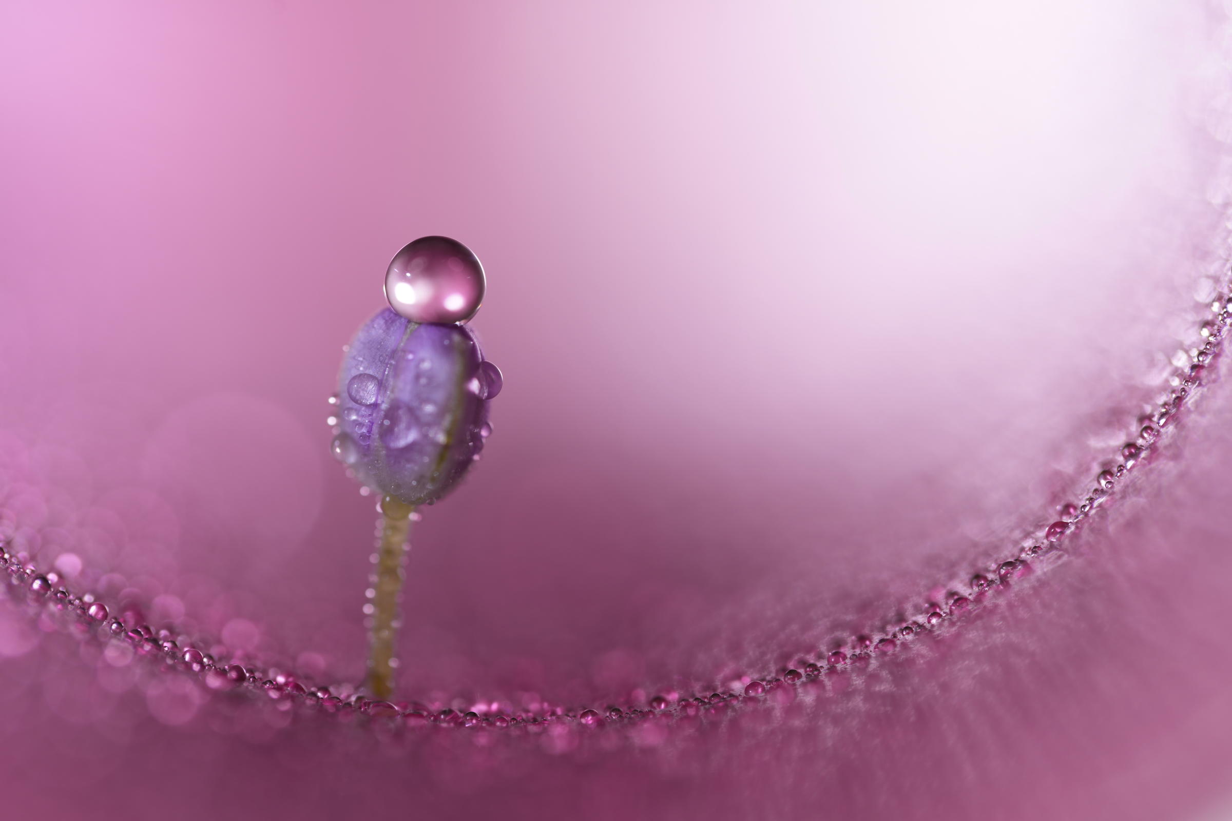 Sony Unveils FE 100mm F2.8 Macro GM OSS: Redefining Macro Photography to Reveal New Worlds
