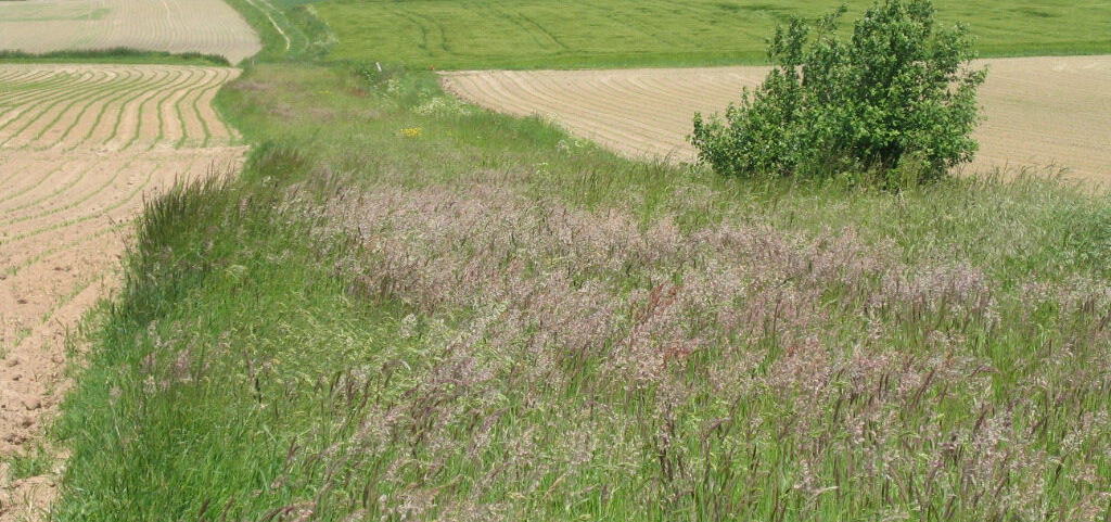 Beheerovereenkomst kruidenrijke akkerrand ©Vlaamse Landmaatschappij Beheerovereenkomst kruidenrijke akkerrand ©Vlaamse Landmaatschappij