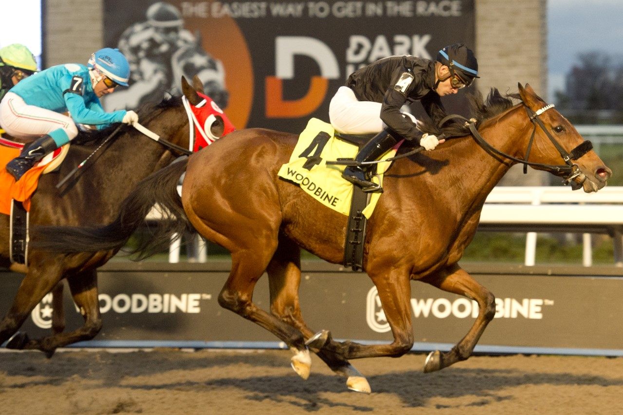 Il Malocchio and jockey Sahin Civaci winning the Maple Leaf Stakes on Saturday at Woodbine. (Michael Burns Photo)