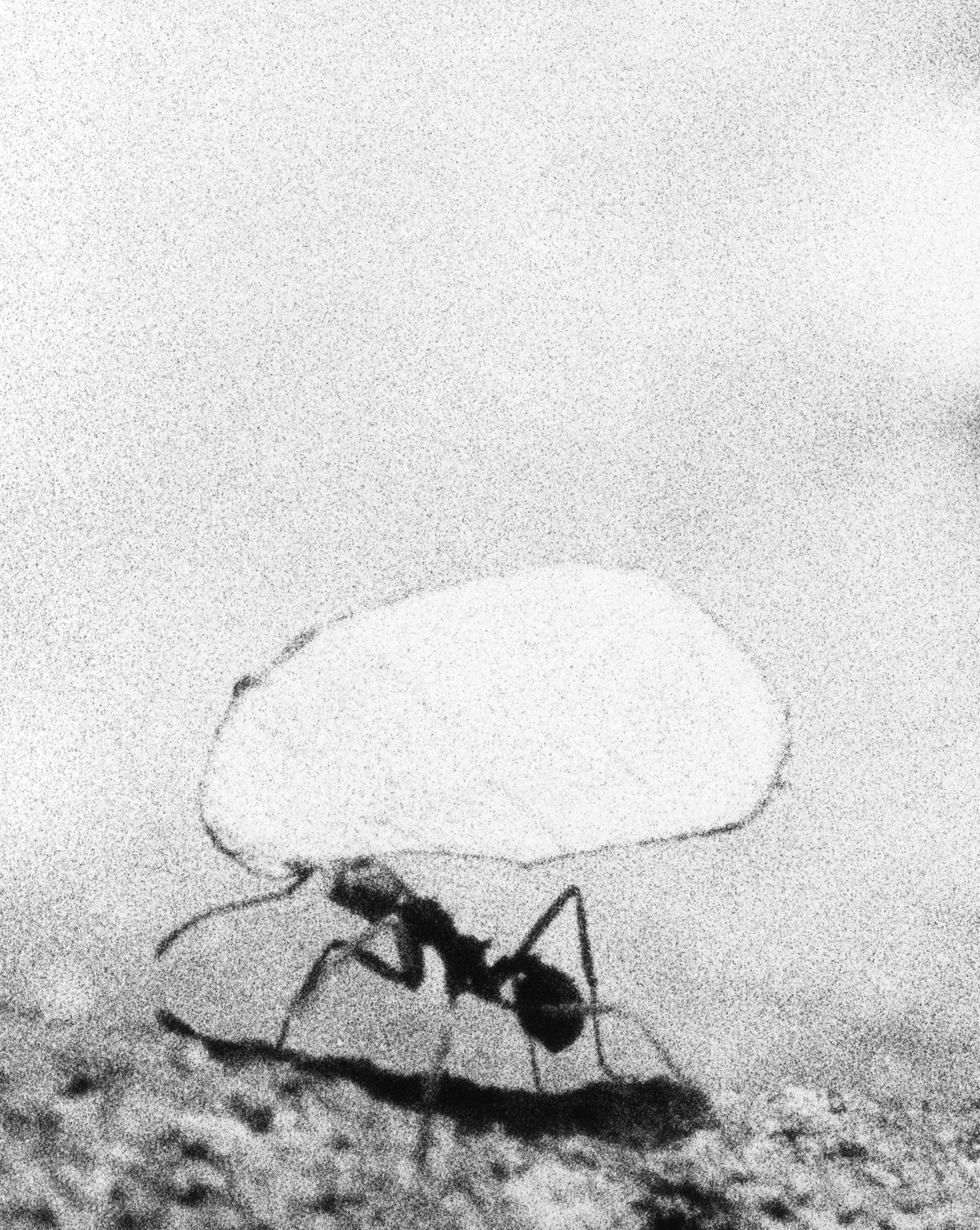 MACS_EXPO_Jochen Lempert_Leaf-Cutting Ant, 2016©Jochen Lempert