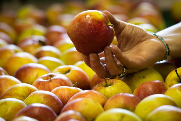 Governments reach deal to open Chinese market to Belgian apples