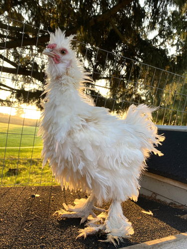The new Royal Ambassador, Duke the Silkie Frizzle