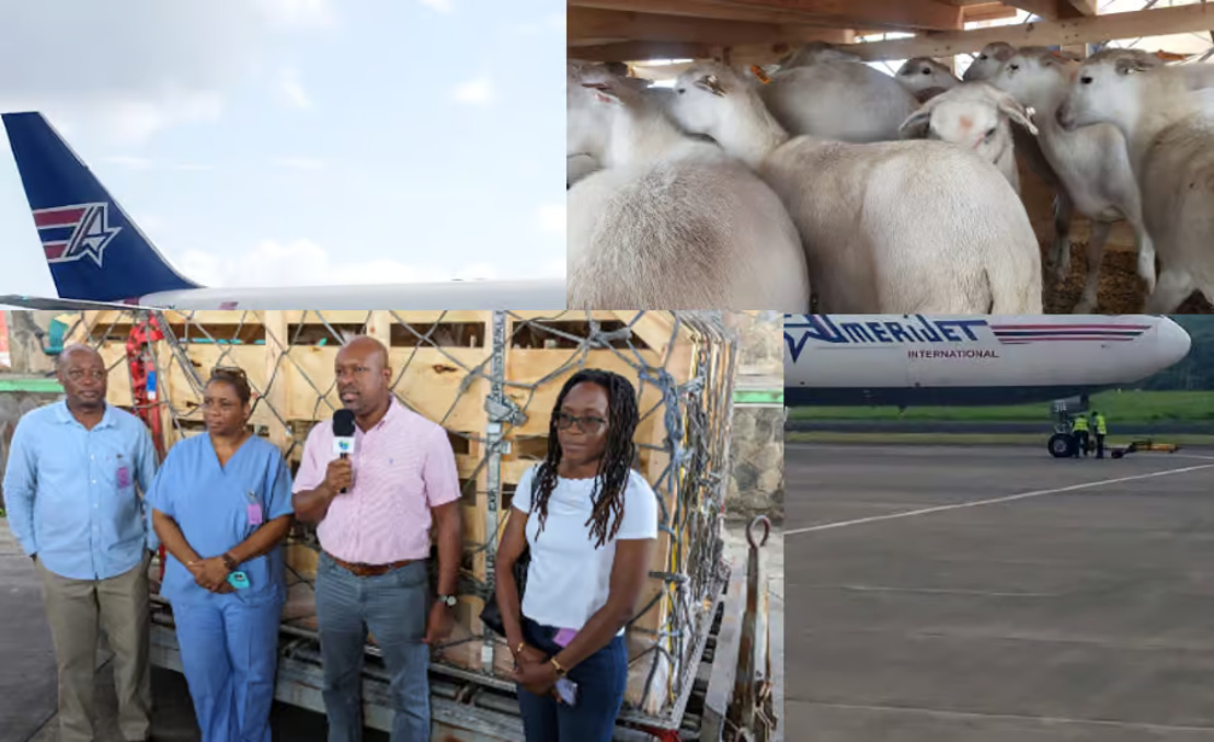 SVG imports sheep under the national livestock enhancement programme
