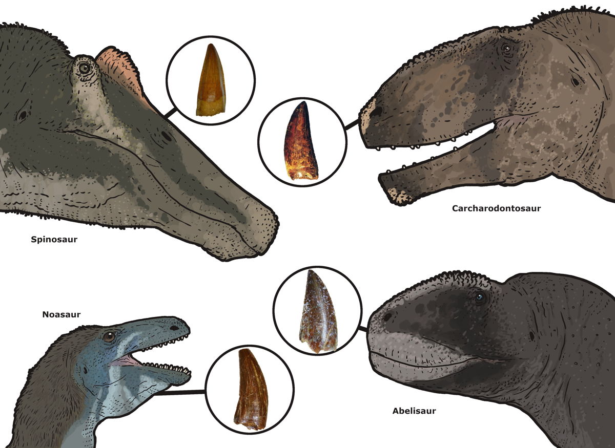 Verschillende tandtypes in de Kem Kem afzettingen, en de dinosaurussen waartoe ze behoren                 © Joshua Knüppe