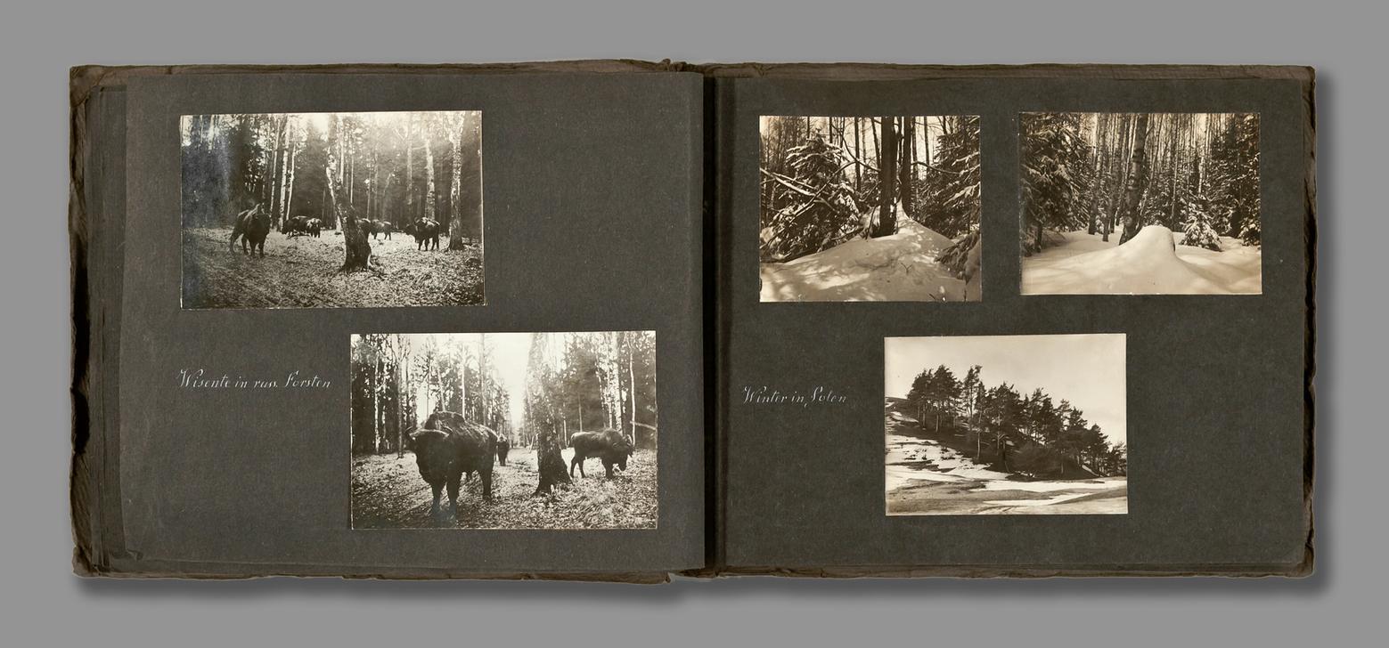 Bison in the Bialowieza (?) forest / Polish winter landscape AKG2004368
