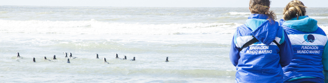El “pingüino cordobés” que fue víctima del mascotismo pudo regresar al mar