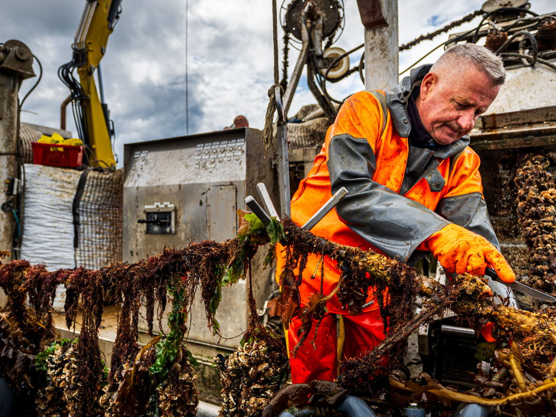 Nieuwe oogst Zeeuwse hangcultuurmosselen opgevist