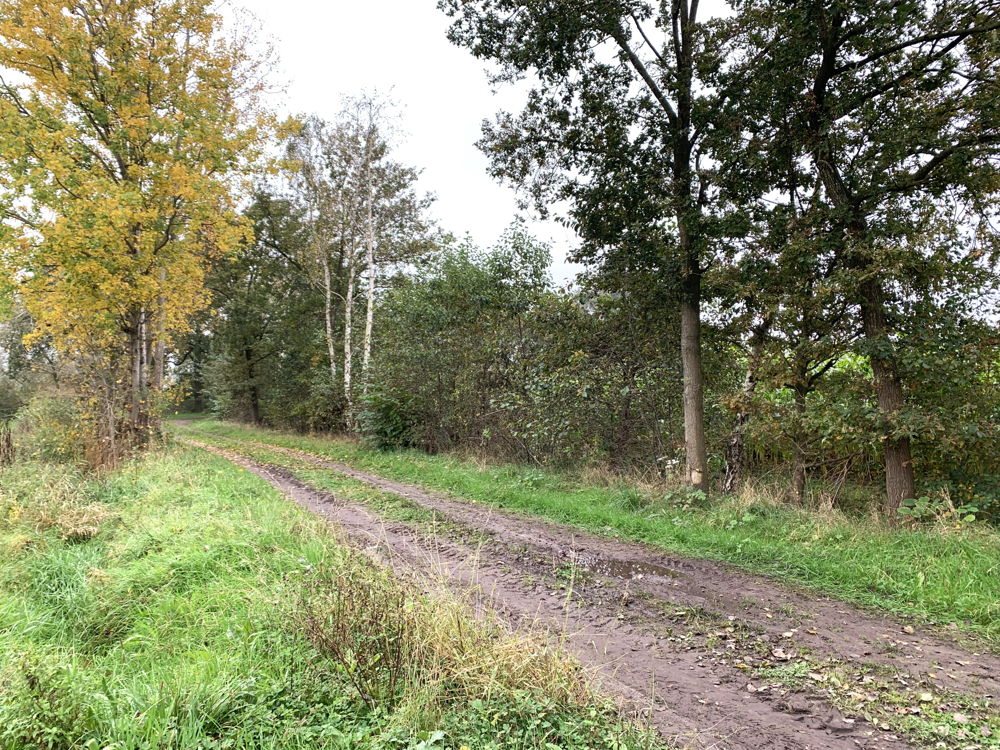 Houtkant langs wandelpad