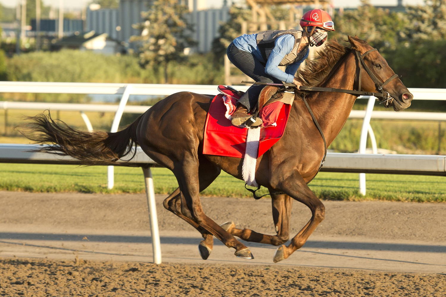 Hall of Dreams prepping for Sunday's Queen's Plate. (Michael Burns photo)