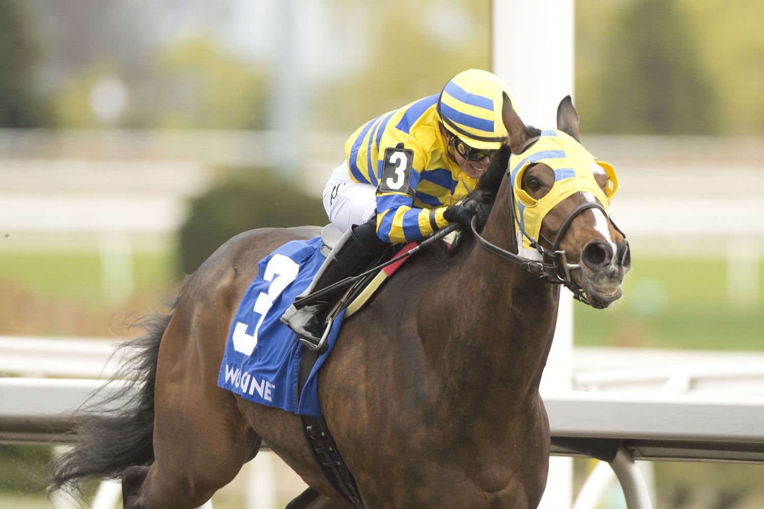Patches O'Houlihan and jockey Sofia Vives winning the Thorncliffe Stakes on May 4, 2025 at Woodbine (Michael Burns Photo)
