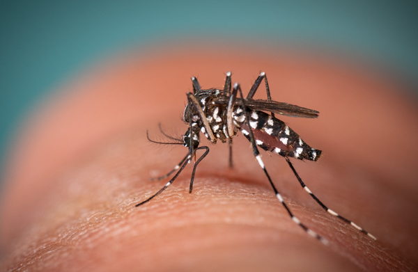 Belgian health authorities call for increasing tiger mosquito sightings to be reported