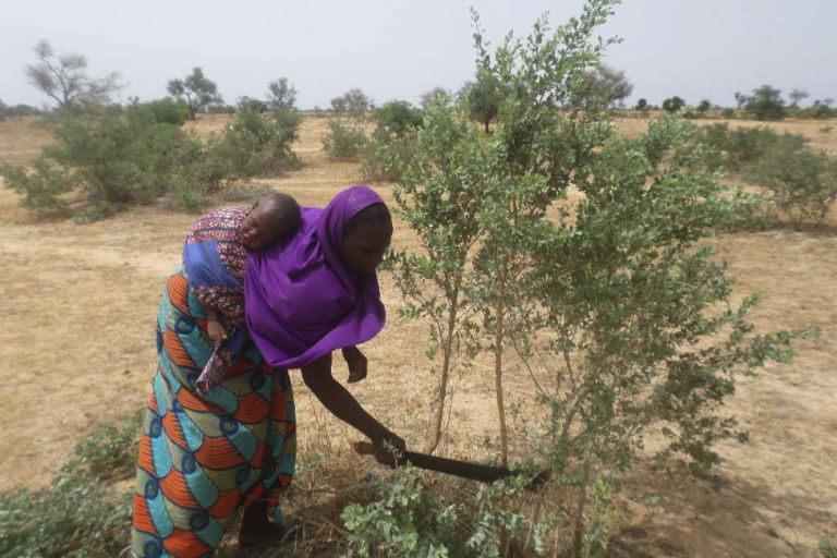 Farmer tends to regrown trees. Photo courtesy of ICRAF/P. Savadogo