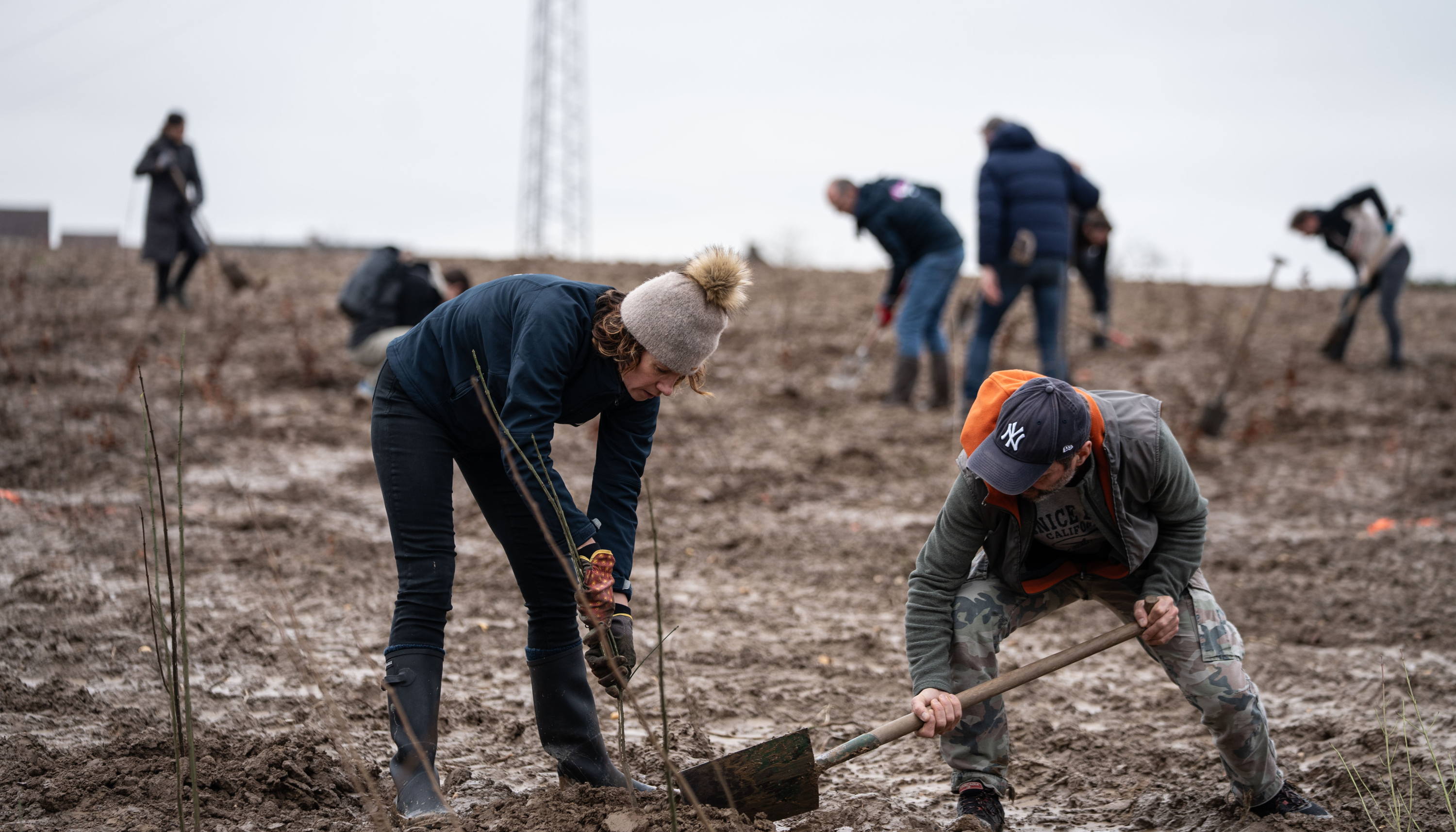 Hallerbos groeit 2 ha dankzij aanplant 4.000 nieuwe bomen 
