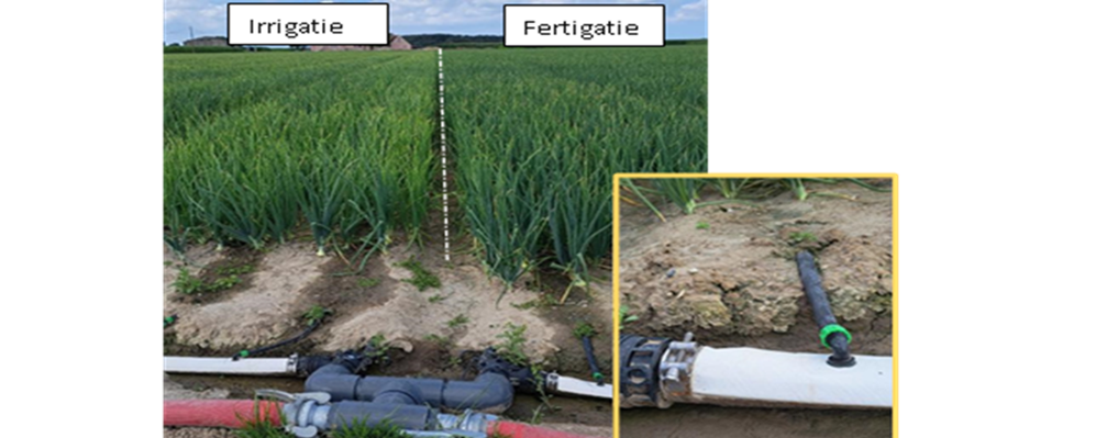 Praktijkperceel met links het kraan vak van irrigatie en rechts fertigatie. Het verschil tussen beide kraanvakken is overduidelijk dankzij het continu voorzien van meststoffen via fertigatie aan de uienplanten. Foto op 10/08.