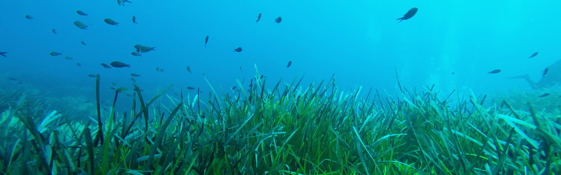 Duik mee in de opmerkelijke evolutie van zeegrassen