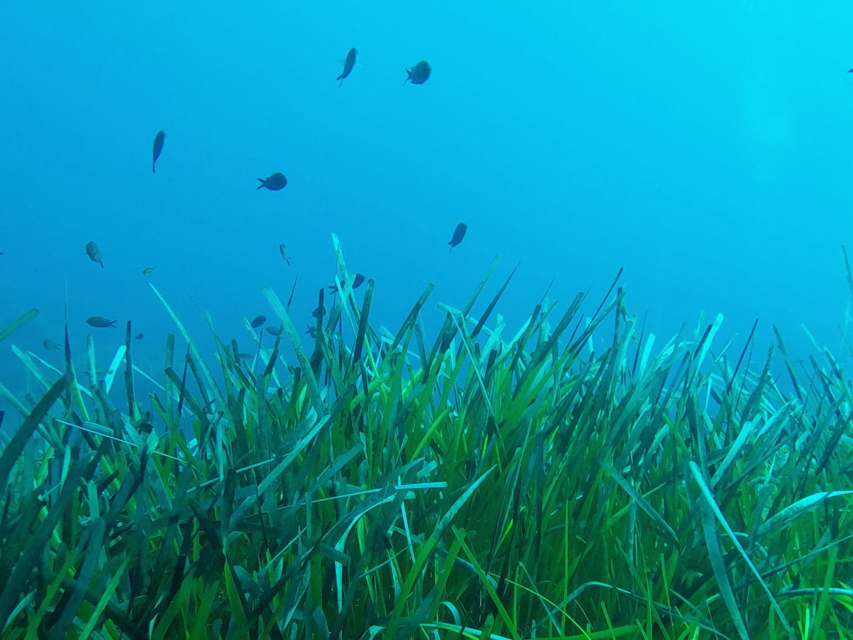 Duik mee in de opmerkelijke evolutie van zeegrassen