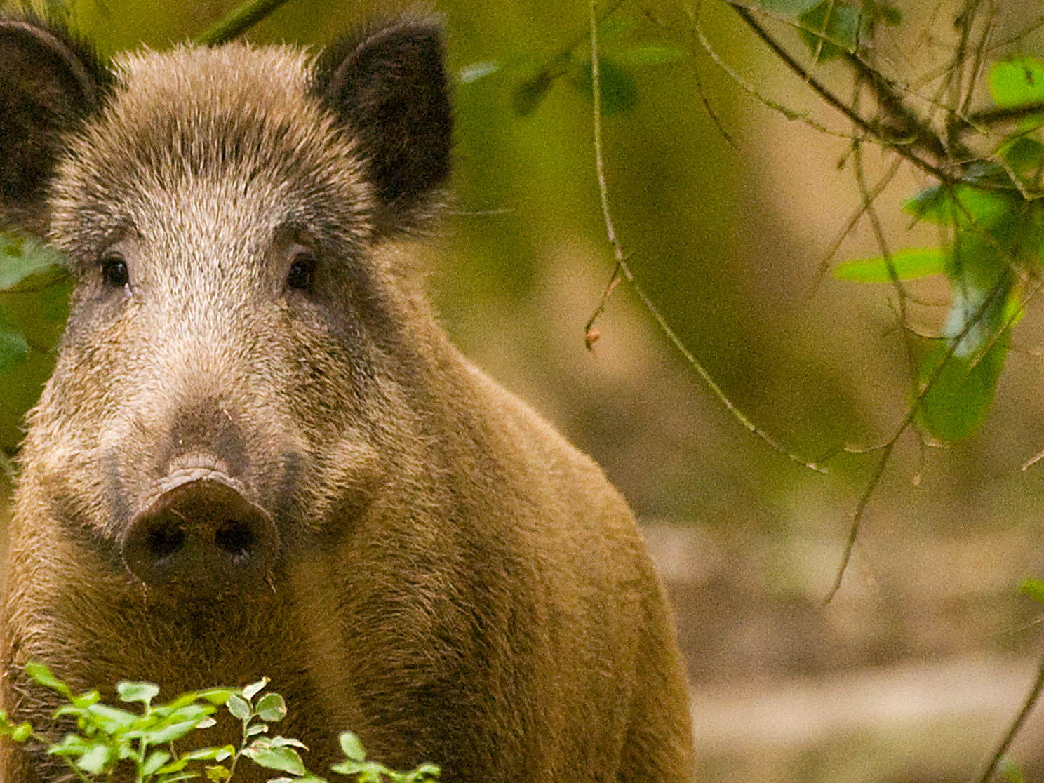 Stille drukjacht op everzwijn in Meerdaalwoud