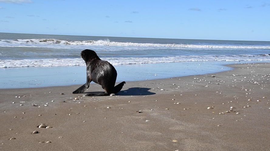 Lobo marino de Dos Pelos Sudamericano - Herido en el cuello por zuncho plástico