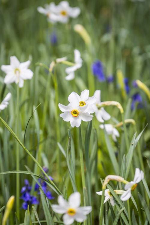 Het fazantenoogje (Narcissus poeticus 'recurvus') in de tuin van het Rubenshuis, foto Frederik Beyens_