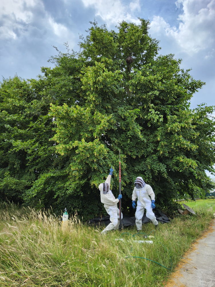 demonstratie bestrijding nest Aziatische hoornaar