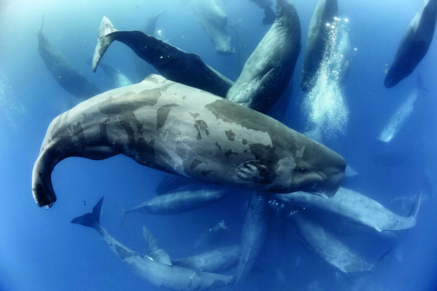 Afl 7: Our Blue Planet - (c) BBC