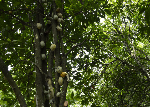 Mondelēz International Invests in Global Center for Sustainable Cocoa Farming Solutions