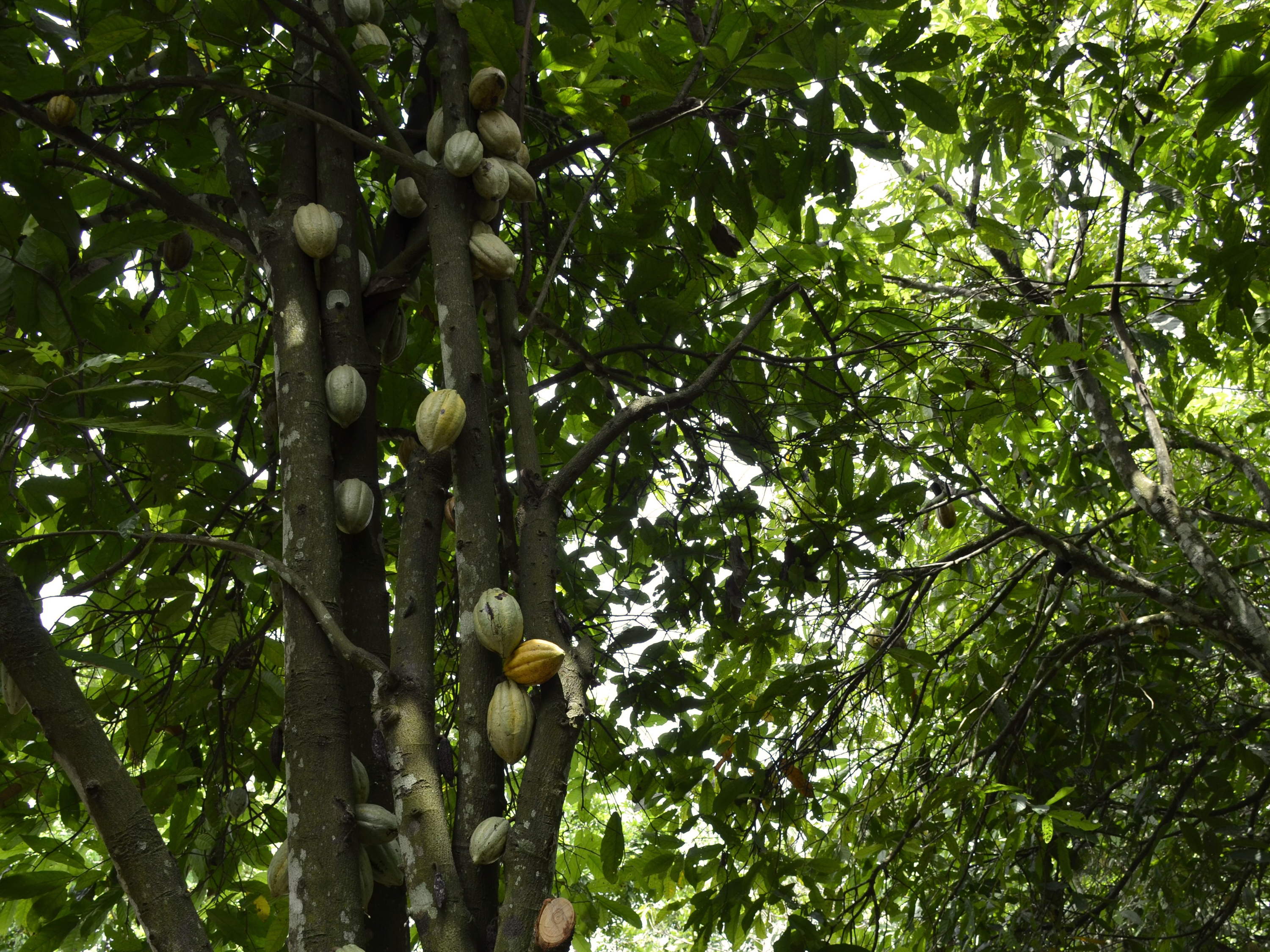 Mondelēz International Invests in Global Center for Sustainable Cocoa Farming Solutions