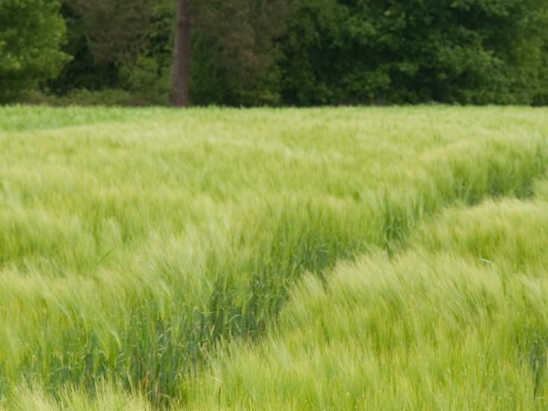 Fikse boete voor landbouwer uit Beveren die natuurwetgeving overtrad
