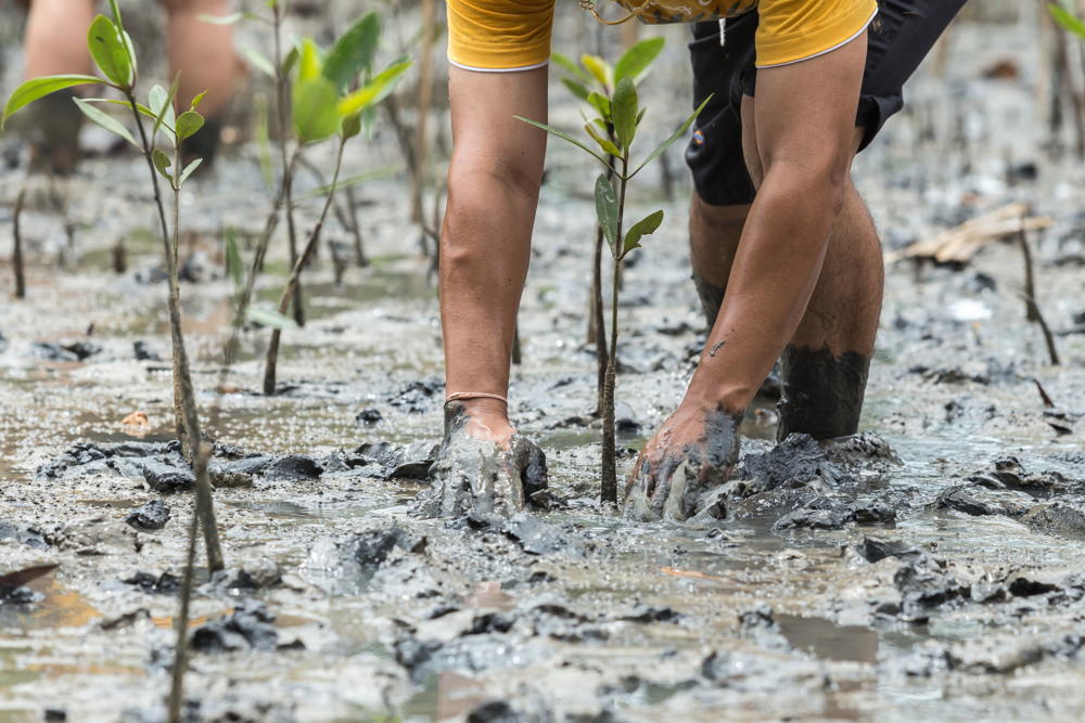 Planting mangrove trees
