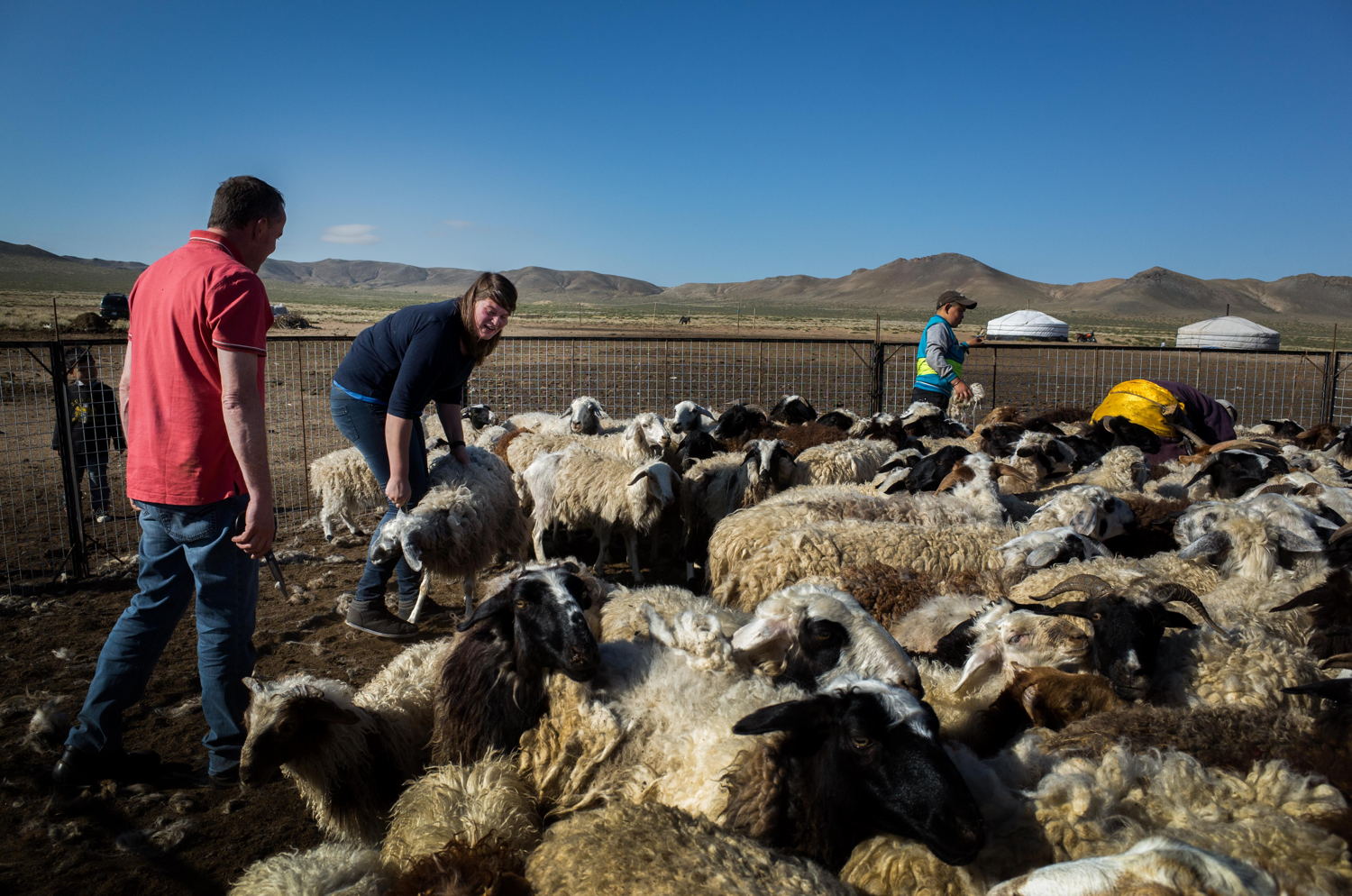 Beroepen zonder grenzen: Veeboeren in Mongolië