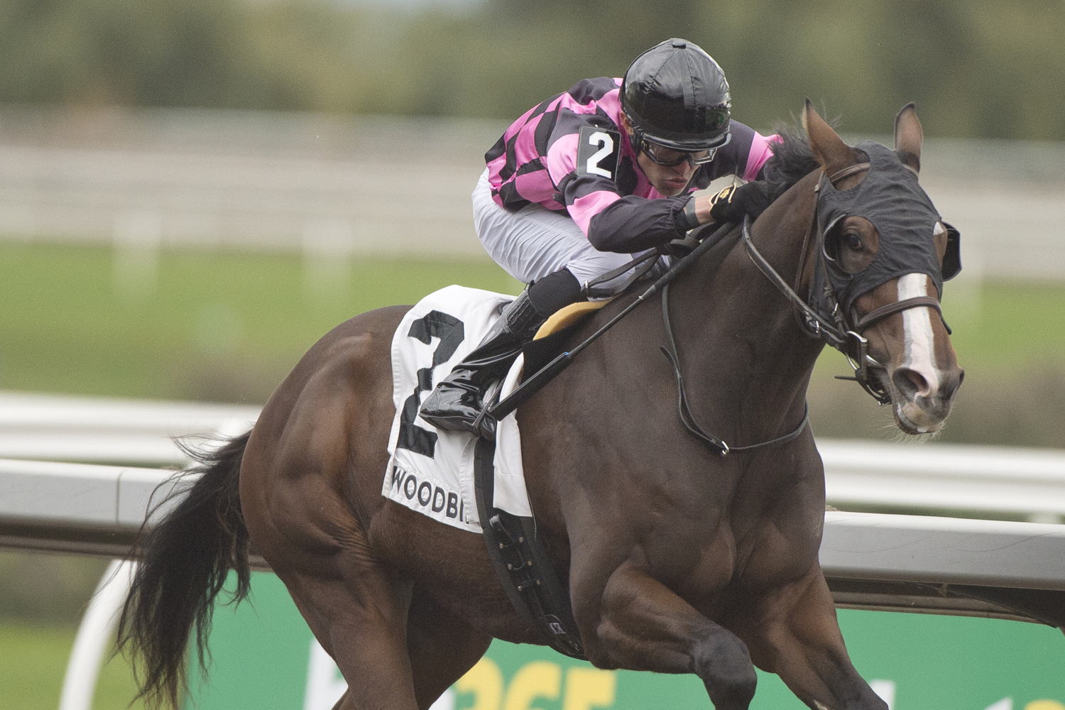 Thundering and jockey Eswan Flores winning the Display Stakes on October 13, 2024 at Woodbine (Michael Burns Photo)
