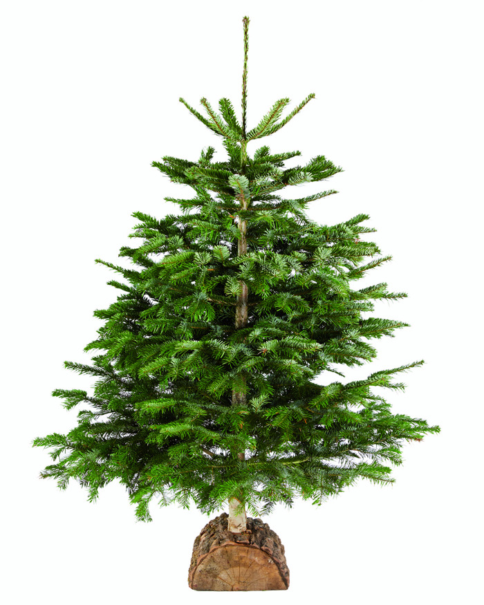 Lidl met en vente près de 900 sapins de Noël et présente les habitudes de ses clients en matière de décoration de Noël