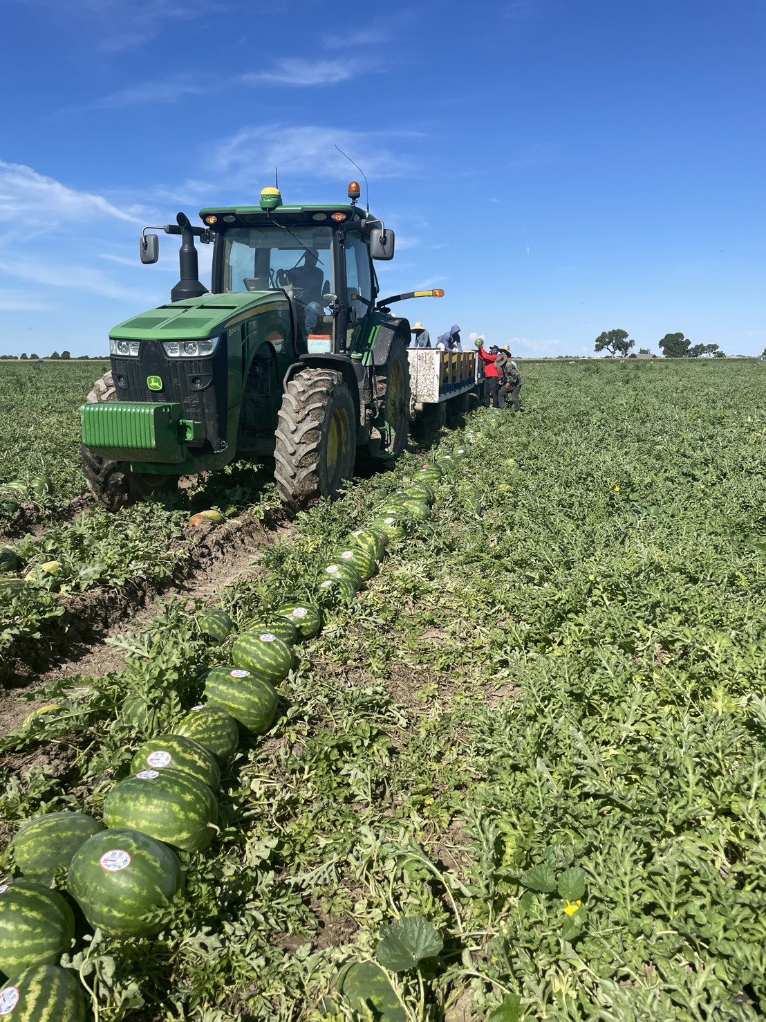 Welcome back to Colorado's favorite summer snack: Rocky Ford Growers Association Cantaloupe has arrived!