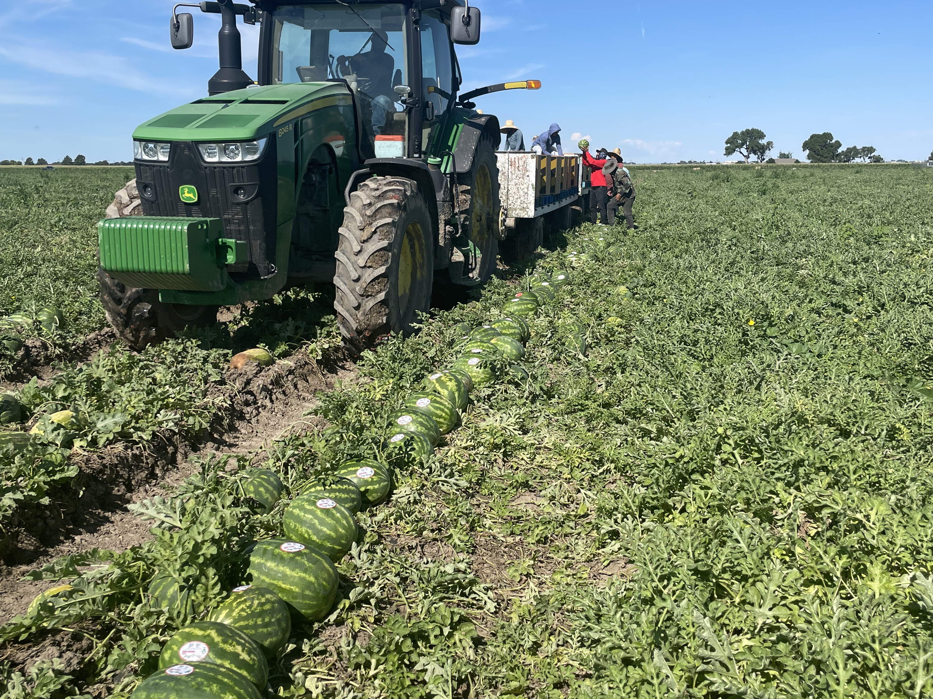 Welcome back to Colorado's favorite summer snack: Rocky Ford Growers Association Cantaloupe has arrived!