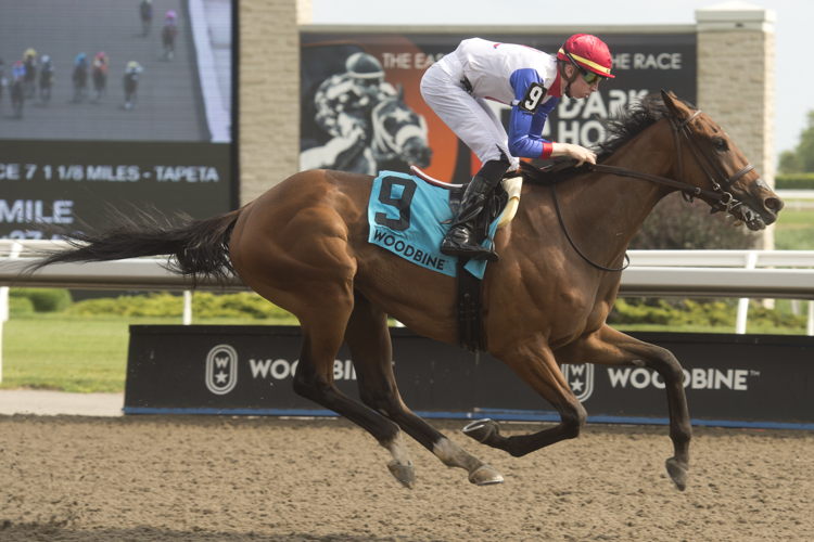 Sir for Sure winning the Plate Trial Stakes at Woodbine on Sunday. (Michael Burns Photo)