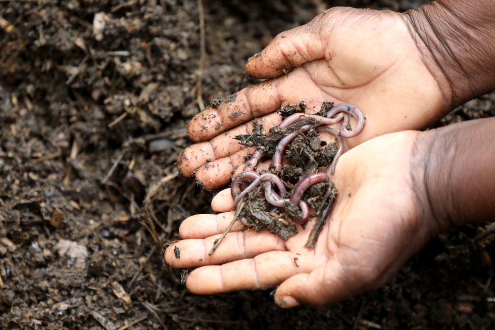 Stoneridge resident Benhilda Mtungila works at her composter, which converts biodegradable waste into bio-fertilizer using earthworms. Biofertilizer is the result of the natural digestion and excretion process of earthworms. Photographer: Manzongo John