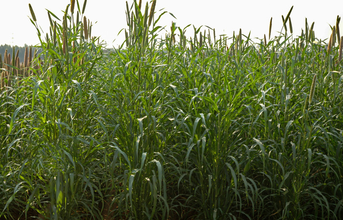 Two pearl millet varieties with superior forage yields released in India